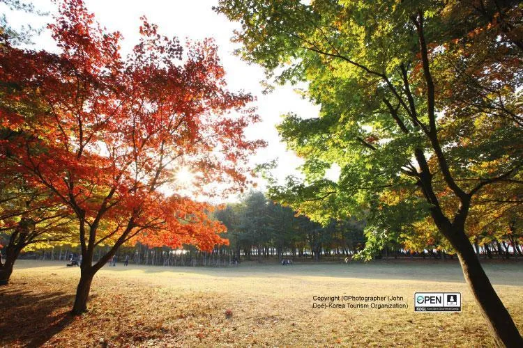 8Day 6Night Seoul + Jeju + Nami Island