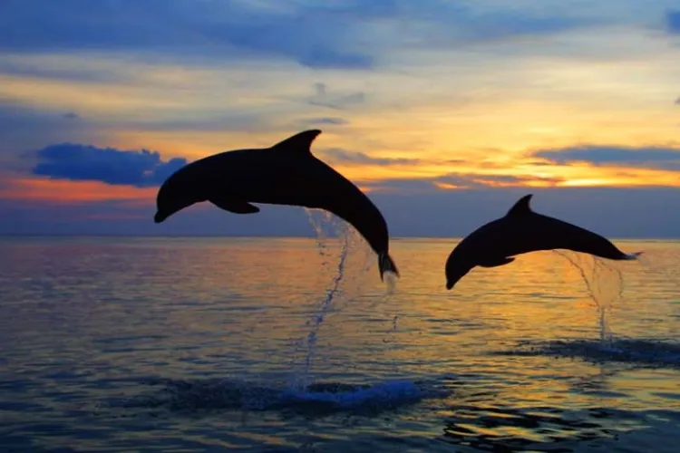 4Day 3Night Bali Dolphin